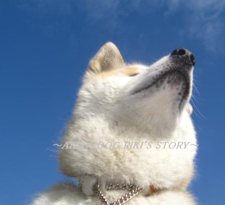 秋田犬　リキの物語