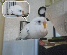 伏せ