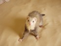 あんず・3