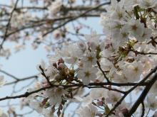 sakura