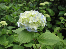 紫陽花