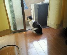 パパがまだかにゃぁ
