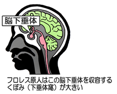 脳の断面