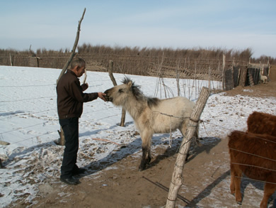 子馬