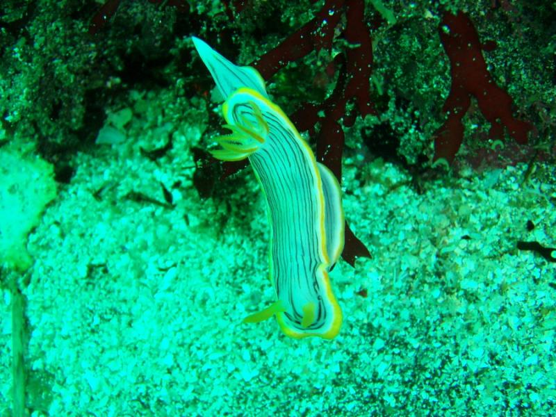 クロスジウミウシ