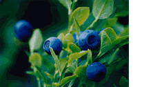 bilberry