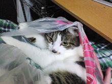 ふすぅ