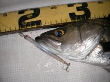 seabass-advantage under