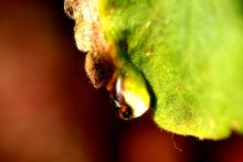 macro4