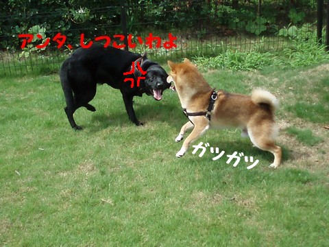 しつこい