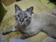 猫ごはん シャム猫風