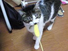 おみやげその2