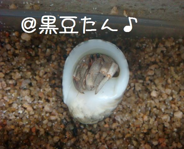 @おかやどかりな毎日-黒豆