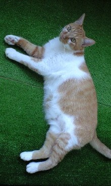 猫ごはん シャム猫風