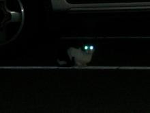 野良猫ブッチーニ