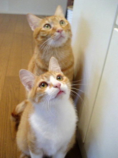 ふぅちゃん＆まめちゃん