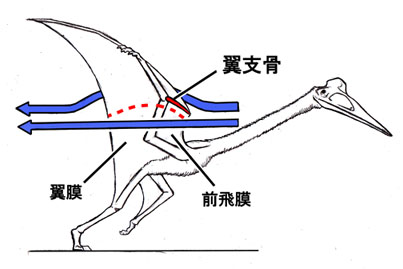 ケツァルコアトルスの離陸