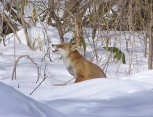 キツネ２