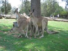 kangaroo
