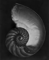 weston - nautilus