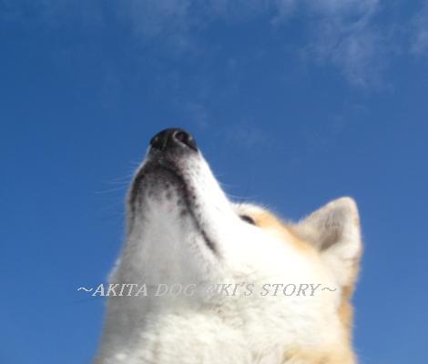 秋田犬　リキの物語