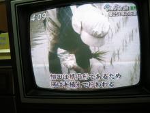 田植えの日