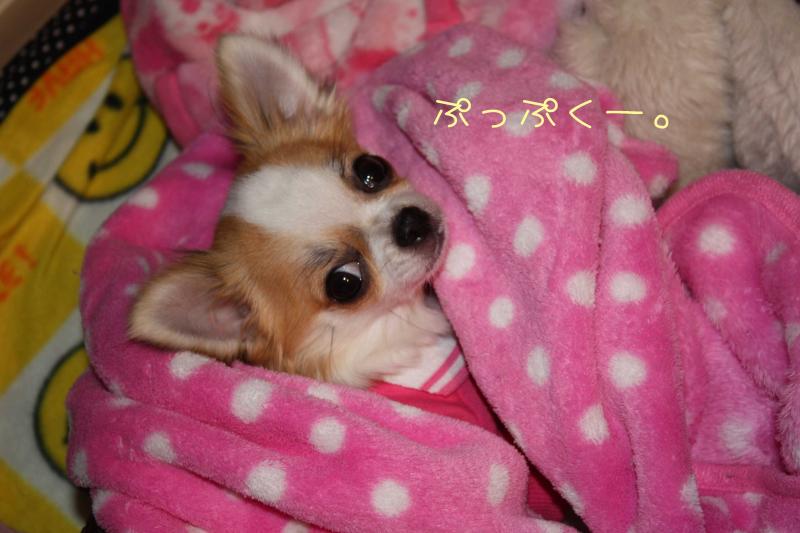 チワワ　ルイ型(・∀・。)タラちゃんもいるよ。