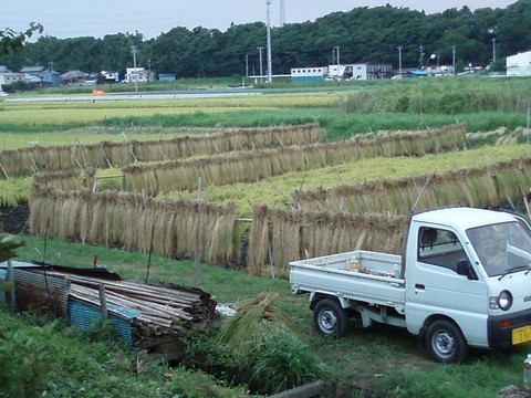 稲刈り