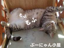 ぶーにゃん小屋