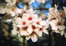 桜アップの図