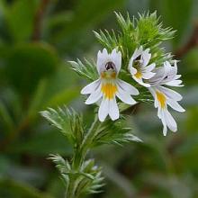 eyebright
