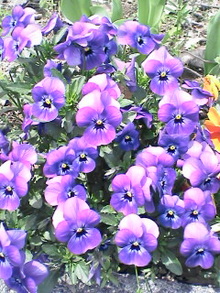 070410_1218~02.jpg