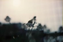 040430seagull002.jpg