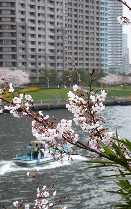 080330桜02