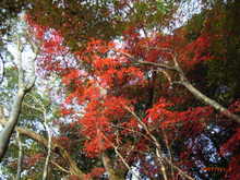 RIMG0884.JPG
