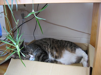 モントリオール発!!カフェオレ日記-cat