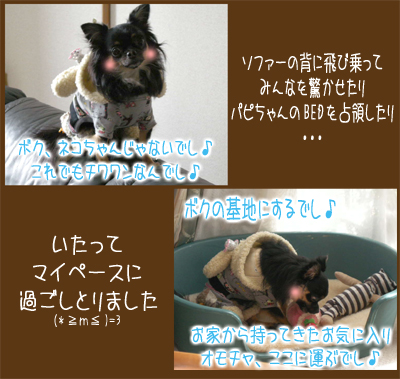 Shinoとあげはと龍之介 -ほんわかチワワン日記-