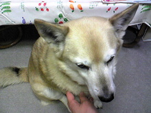 ゴンの三食･おやつ･昼寝付き-Image067.jpg