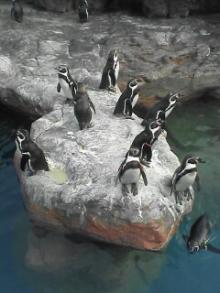 ペンギン