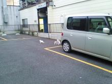 びびり中
