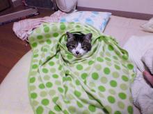 こんなのしか。