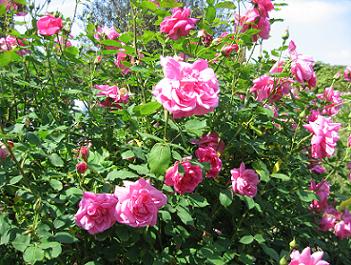 English garden