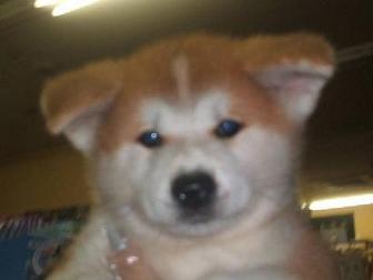 秋田犬　リキの物語