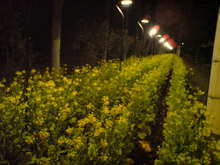 Fresh field　宮崎-SN380355.JPG