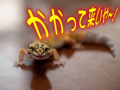 ヒョウモントカゲモドキ VS マダガスカルオオゴキブリ｜フクロウのいる家