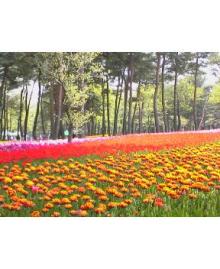ひたちなか公園　チューリップ