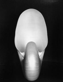 weston - shell2