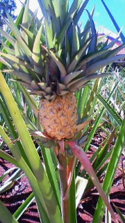 200809031352000.jpg