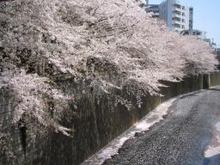 maysakura