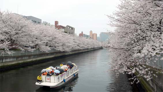 080330桜01